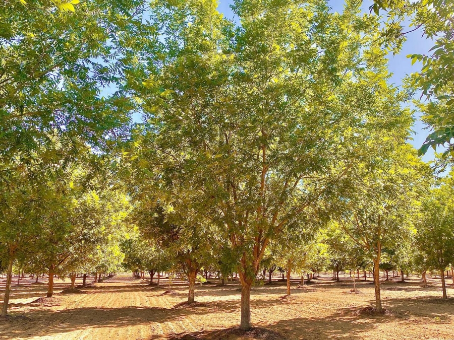 12 Bedroom Property for Sale in Douglas Rural Northern Cape
